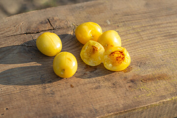 yellow cherry fruits are affected by worms