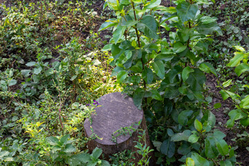 growth from a felled tree