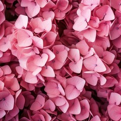 hydrangea flowers background 