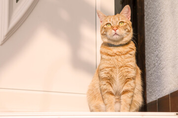 beautiful European yellow ginger domestic cat sits at the front door of the house.