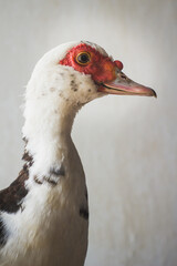 beautiful portrait of a duck in flowers pet duck