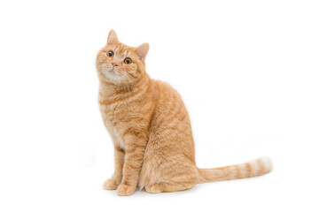Beautiful gingerred british male shorthair cat isolated on white background