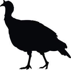 silhouette of a turkey
