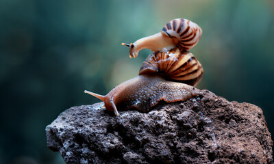 photo of a small snail climbing a large snail on a rock