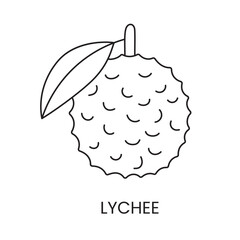 Lychee line icon in vector, fruit illustration.