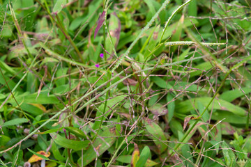 Flat lay of small plants around the house