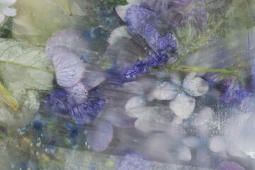 closeup art of blue and purple flowers and petals frozen in ice