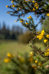 yellow flower in the forest