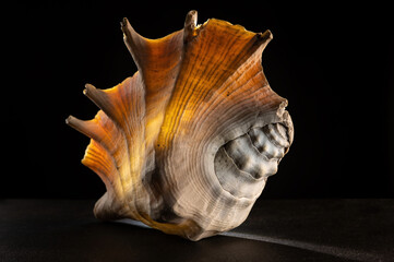 Glow big shell on dark background