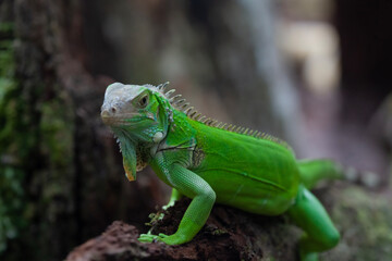 Green Lizard on Branch