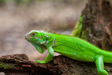 Green Lizard on Branch