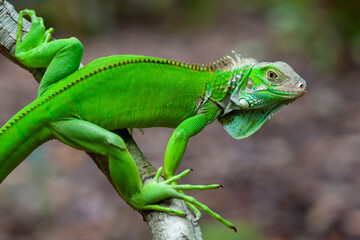 Green Lizard on Branch