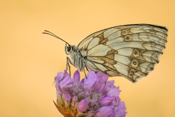Piękny biały motyl na wiosennej łące	 - obrazy, fototapety, plakaty