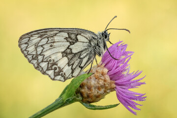 Piękny biały motyl na wiosennej łące	