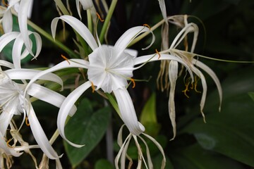Blüte des Schönhäutchens