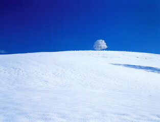 Fototapeta na wymiar 丘の上の樹氷の木（美瑛町）