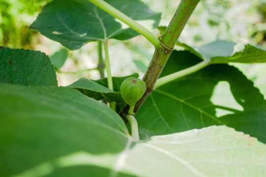 green tree smal fig