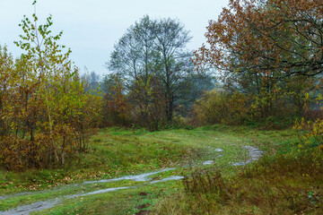 Forest landscape. Dirt track in the forest. Sunlight breaks through the foliage and tree trunks in a dense forest.