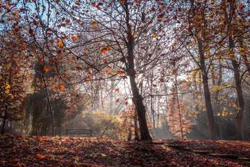 autumn scenery in a park with the sun's rays at dawn with red autumn leaves falling from the trees