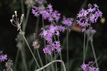 fleurs violettes © Marialeina