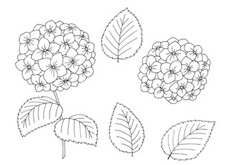 Hydrangea flower graphic black white isolated sketch illustration vector