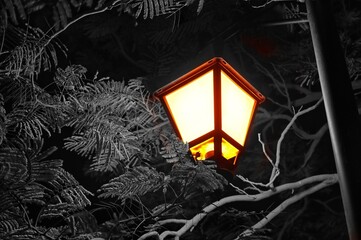 Street lamp under tree at night