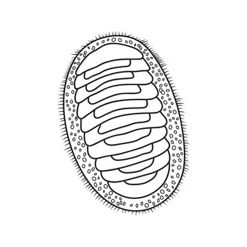 Hand drawn Cartoon Vector illustration chiton icon Isolated on White Background