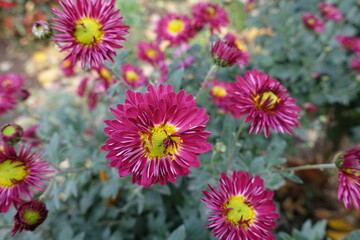 Several rose pink and yellow flowers of Chrysanthemums in November