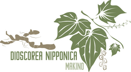 Dioscorea nipponica medicinal herb in color vector silhouette. Medicinal Dioscorea nipponica Makino plant. Set of Yam Dioscorea nipponica root and leafs in color image for pharmaceuticals and coocking