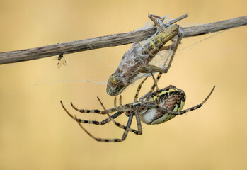 Piękny barwny pająk podczas posiłku na polanie - obrazy, fototapety, plakaty
