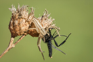 Niesamowity pająk podczas posiłku na leśnej polanie