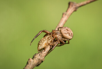 Niesamowity pająk podczas posiłku na leśnej polanie - obrazy, fototapety, plakaty