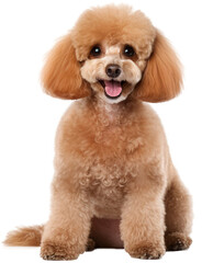 Sitting brown poodle dog isolated on a white background as transparent PNG - obrazy, fototapety, plakaty