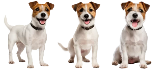 Schilderijen op glas Jack Russell terrier dog collection (standing, sitting), animal bundle isolated on a white background as transparent PNG © Flowal93