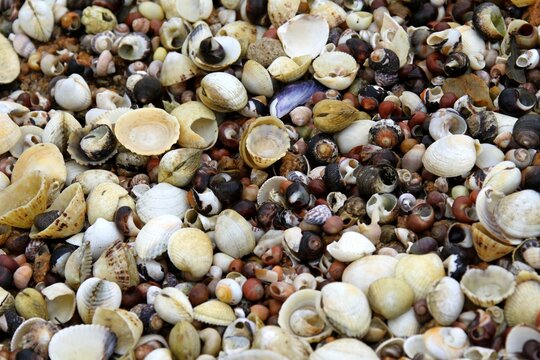 amas de coquillages sur une plage de Bretagne