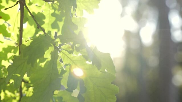 The green oak leaves of a tree on a soft sunlight background. Sun shining through green oak leaves. Slow motion.