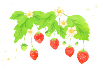 かわいい手描きの苺のイラスト素材