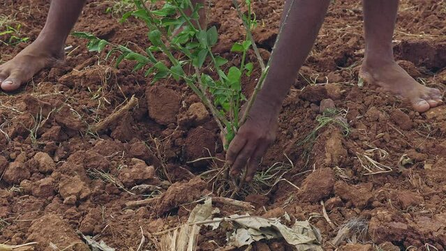 A video shows a farmer planting jasmine plant saplings in the field