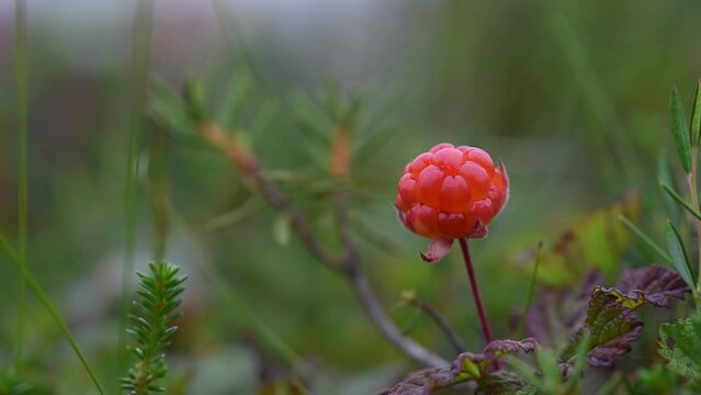 Ripe red cloudberry on a background of green leaves in the boreal forest under the rain