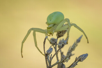 Śliczny zielony pająk na wiosennej łące