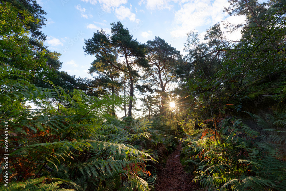 Canvas Prints forest path in the cassepot rock. fontainebleau forest