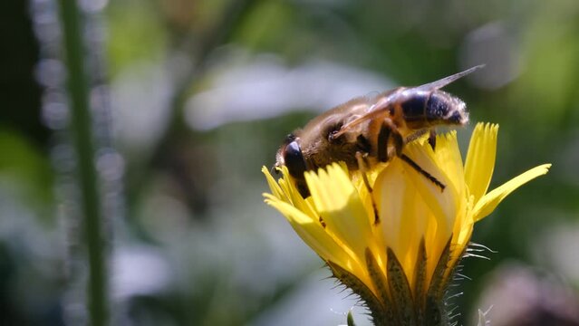 4k v&iacute;deo de avispa peluda polinizando una flor en la naturaleza