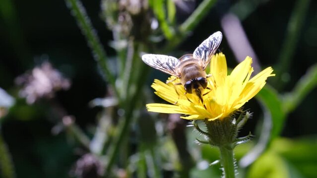 4k v&iacute;deo de avispa peluda polinizando una flor en la naturaleza