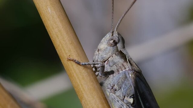 4k v&iacute;deo Saltamontes pardo sobre una rama. Vista macro