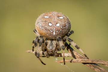 Uroczy pająk krzyżak na wiosennej łące