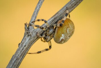 Fototapeta na wymiar Uroczy pająk krzyżak na wiosennej łące