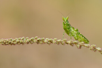 photo of a mantis perched on a branch