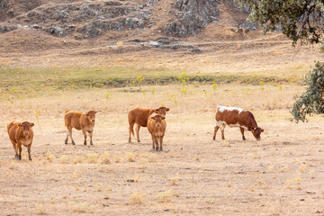 Cows in the fields of Salamanca, Spain