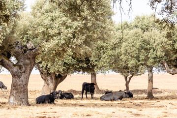 Cows in the fields of Salamanca, Spain