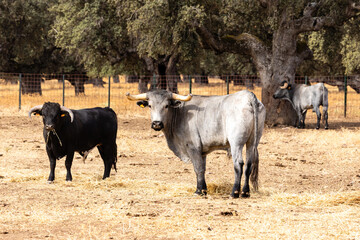 Cows in the fields of Salamanca, Spain